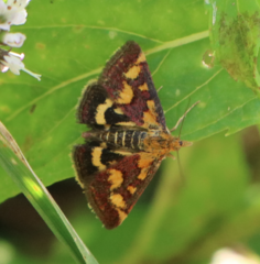 Pyrausta aurata