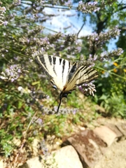 Iphiclides podalirius