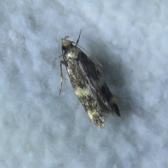 Oegoconia deauratella