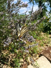 Iphiclides podalirius