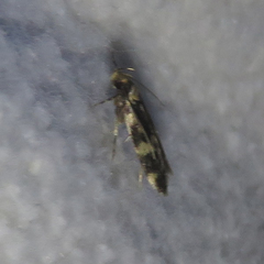 Oegoconia deauratella