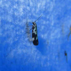 Ethmia quadrillella