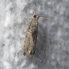 Epinotia nisella