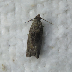 Epinotia nisella