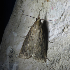 Schoenobius gigantella