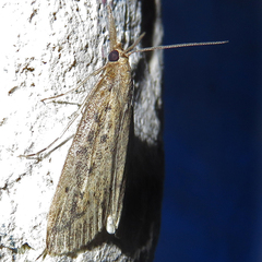 Schoenobius gigantella