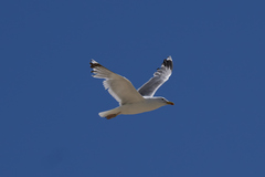 Larus cachinnans