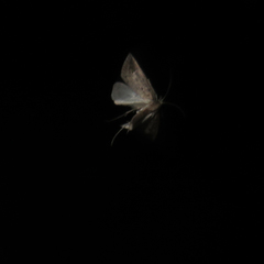 Schoenobius gigantella