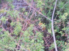 Setophaga discolor