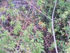 Setophaga discolor