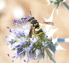 Euodynerus hellenicus