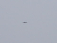 Botaurus lentiginosus