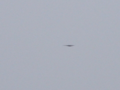 Botaurus lentiginosus