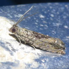 Epinotia nisella
