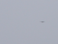 Botaurus lentiginosus