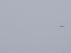 Botaurus lentiginosus