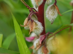 Impatiens rosea