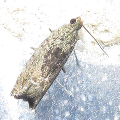 Epinotia nisella