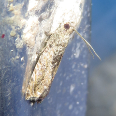 Epinotia nisella