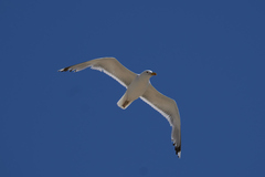 Larus cachinnans