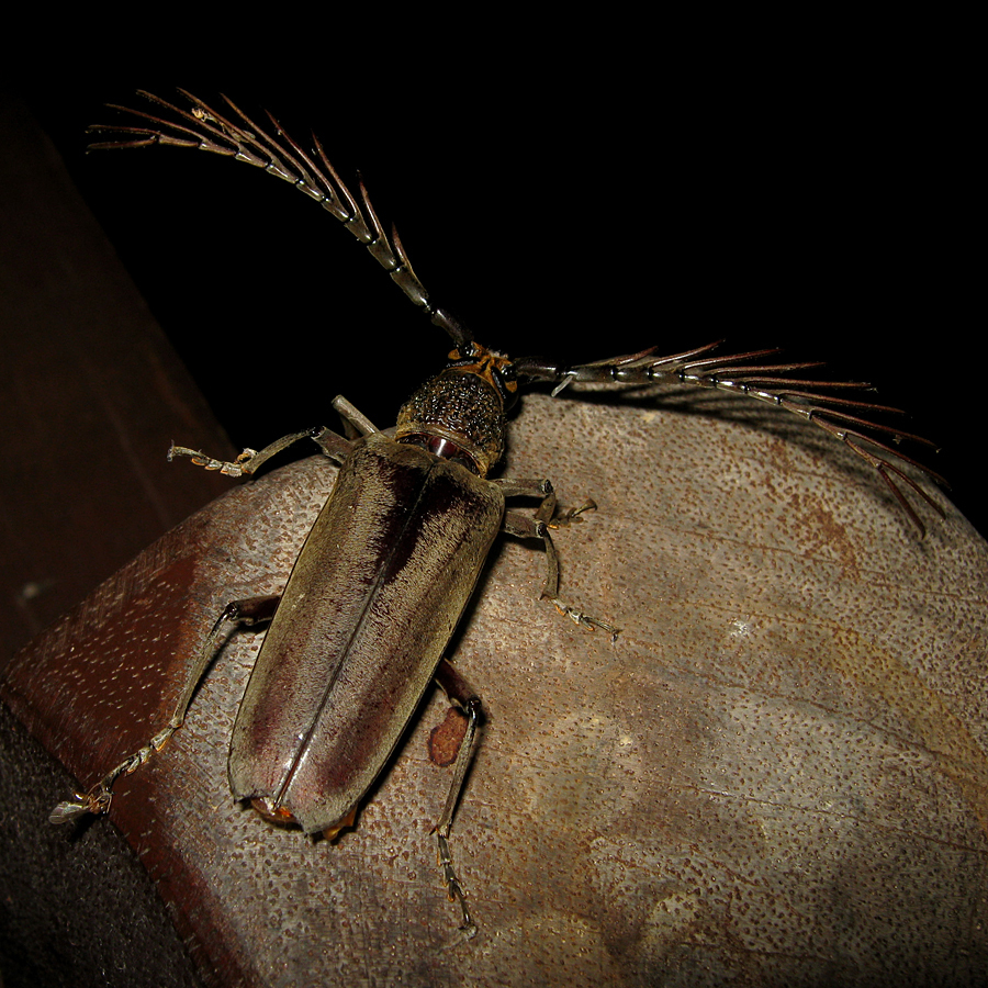 Cyriopalus
