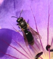 Hylaeus communis