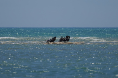 Phalacrocorax carbo
