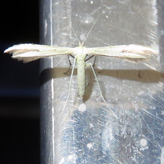 Adaina microdactyla