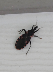 Triatoma sanguisuga