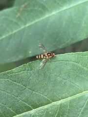 Meliscaeva cinctella