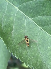 Meliscaeva cinctella