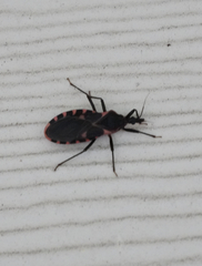 Triatoma sanguisuga