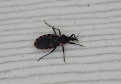 Triatoma sanguisuga