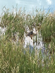 Tachybaptus dominicus