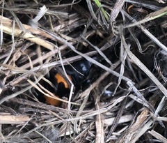 Nicrophorus investigator