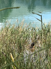 Tachybaptus dominicus