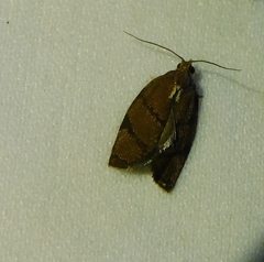 Argyrotaenia juglandana