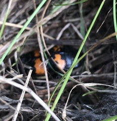 Nicrophorus investigator