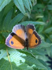 Pyronia tithonus