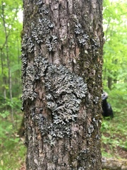 Phaeophyscia hispidula