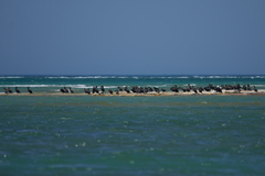 Phalacrocorax carbo