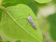 Tretogonia
