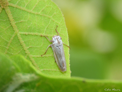 Tretogonia