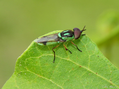 Hedriodiscus pulcher