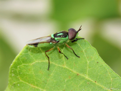 Hedriodiscus pulcher