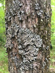 Phaeophyscia hispidula