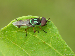 Hedriodiscus pulcher