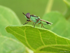 Hedriodiscus pulcher