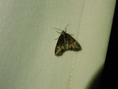 Neoligia subjuncta