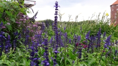 Salvia